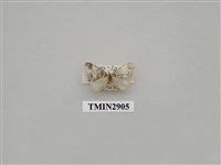 藏品(尺蛾658)的圖片